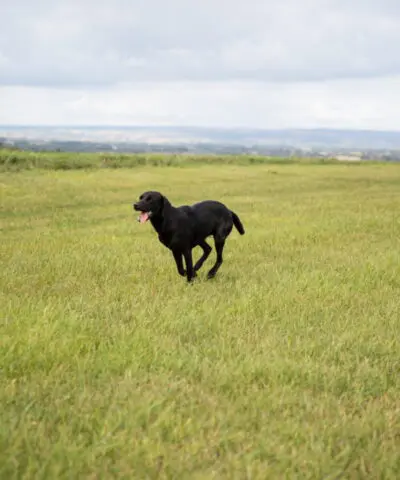 Dog Running Through a Field