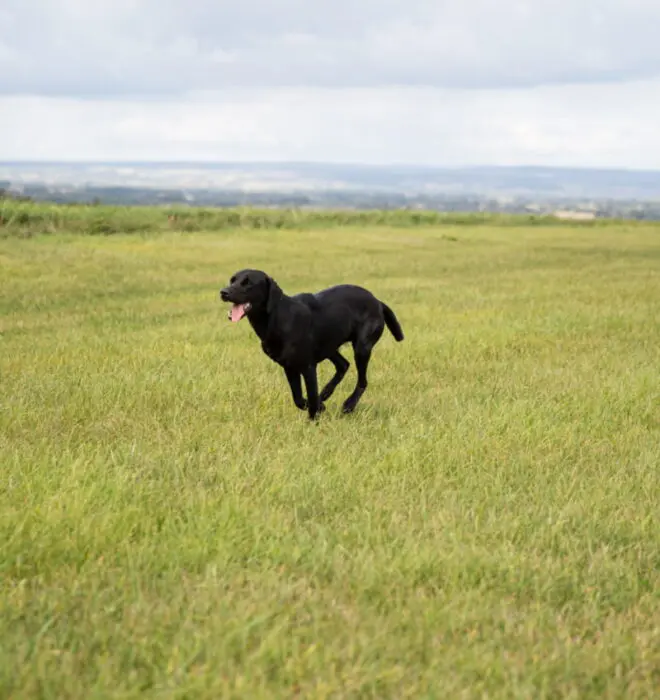 Dog Running Through a Field
