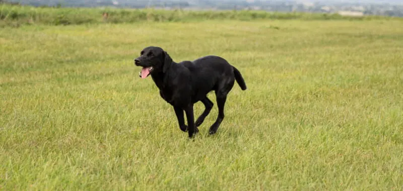 Dog Running Through a Field