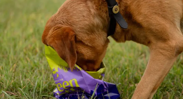 Dog With Its Head In A Green Pantry Food Bag