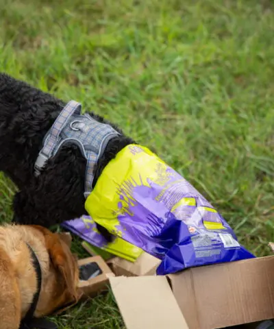 Dogs Eating Green Pantry Food