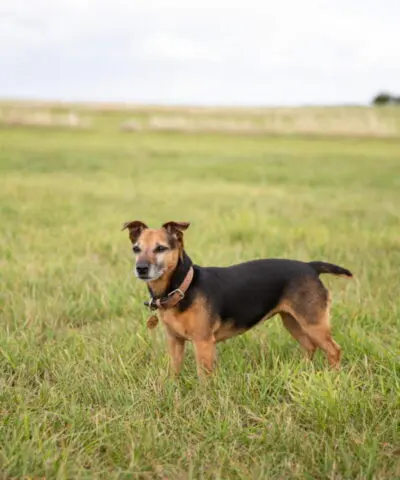Small Dog Standing in Field