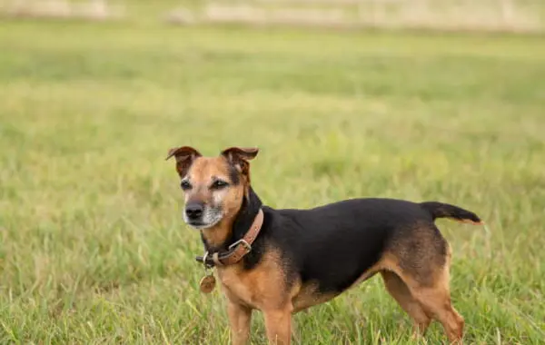 Small Dog Standing in Field