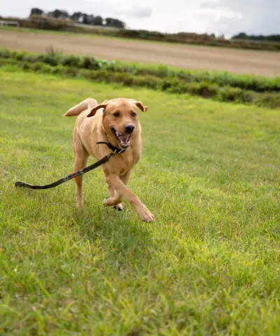 Dog Running In A Field With Lead On