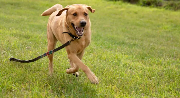 Dog Running In A Field With Lead On