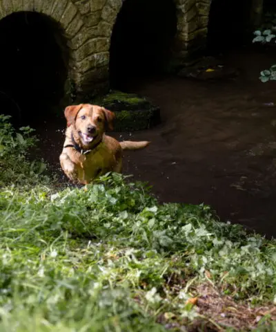Dog Walking Up A River Bank