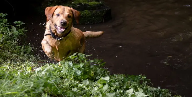 Dog Walking Up A River Bank
