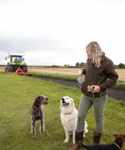 Person Feeding Three Dogs In A Field