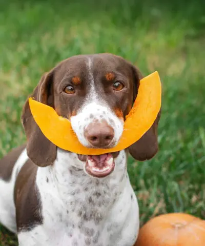 dachshund-eating-pumpkin