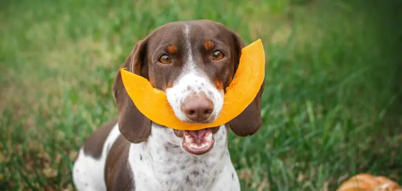 dachshund-eating-pumpkin