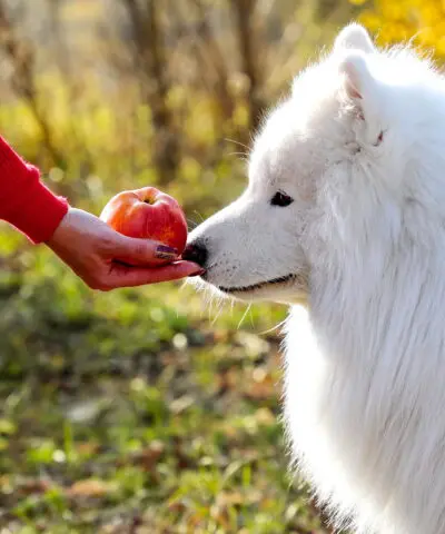 fluffy-white-dog-eating-an-apple