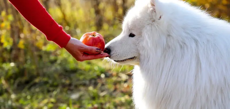 fluffy-white-dog-eating-an-apple