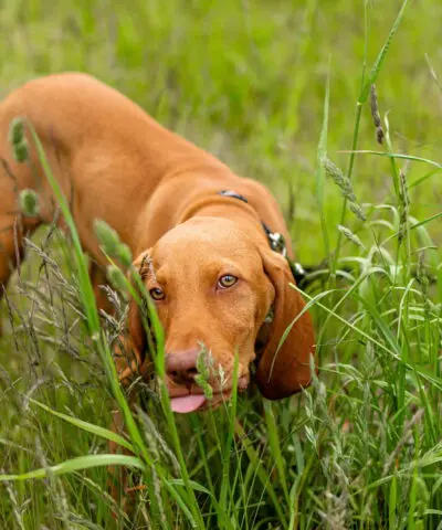 Hungarian Vizsla puppy lying on the grass