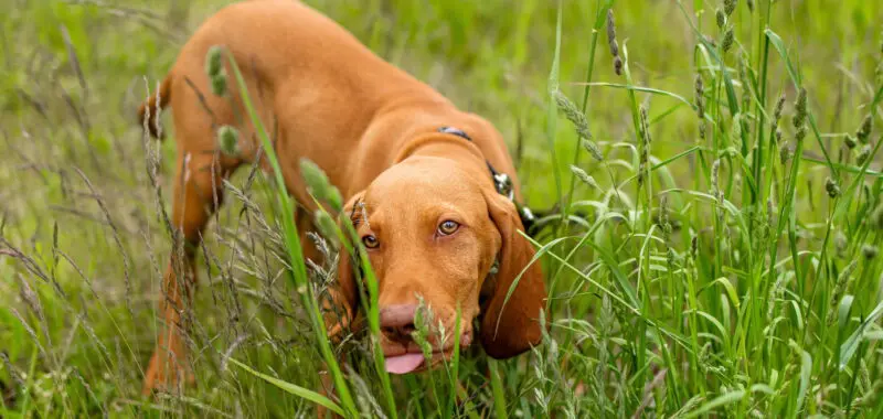 Hungarian Vizsla puppy lying on the grass
