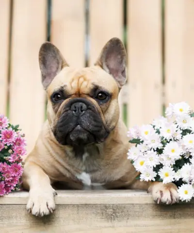 french-bulldog-sitting-on-a-chair-with-flowers