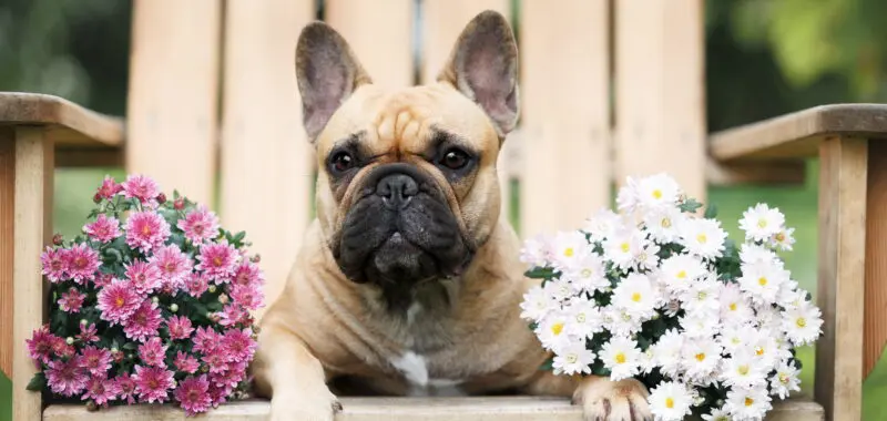 french-bulldog-sitting-on-a-chair-with-flowers