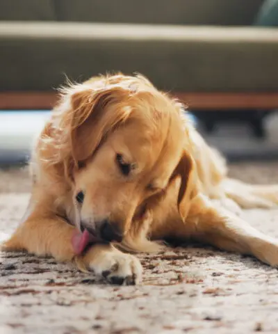 golden retriever licking paw