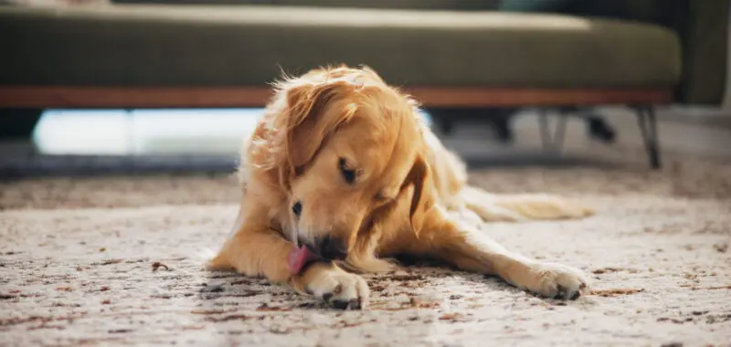 golden retriever licking paw