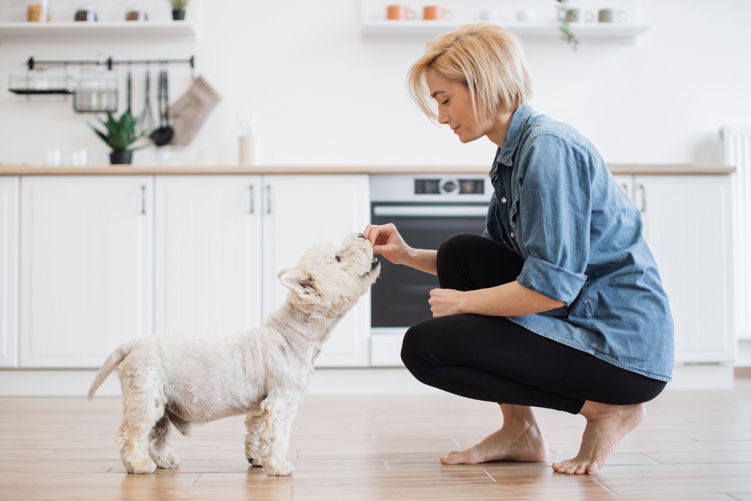 How Many Treats Should I Feed My Dog Per Day Green Pantry