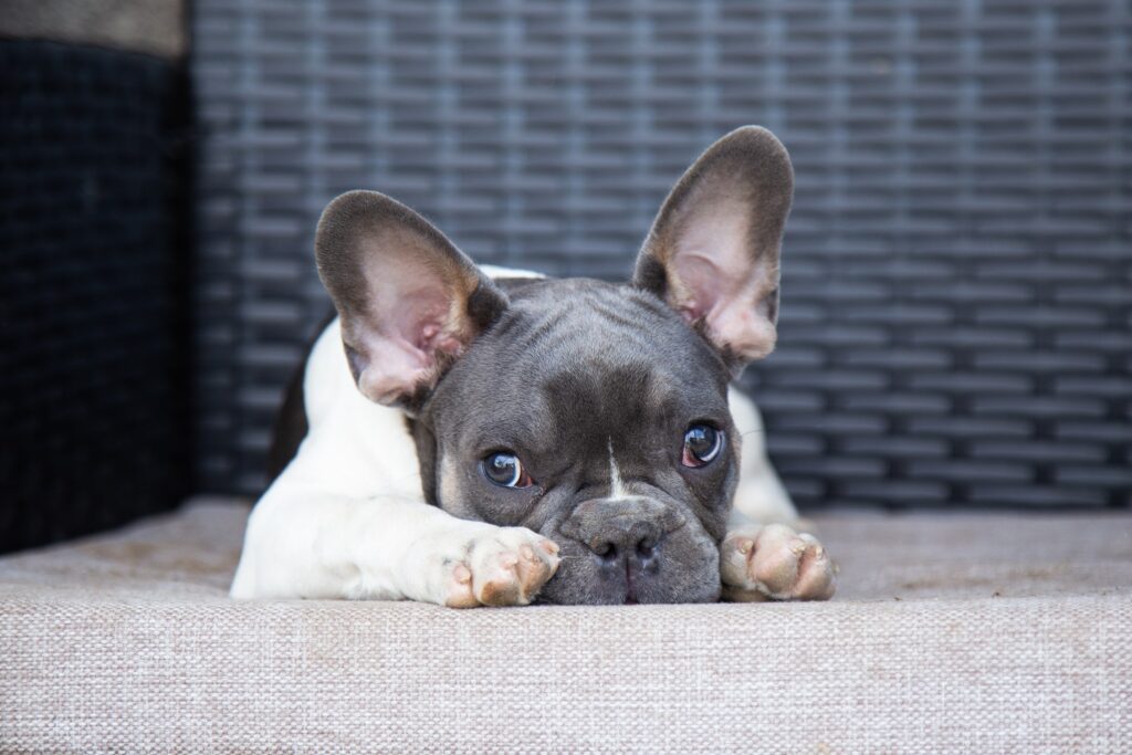 Image showcasing What’s The Best Dog Food For Pancreatitis? | Green Pantry