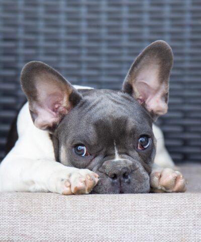 adorable young french bulldog lying and sleeping on a bed