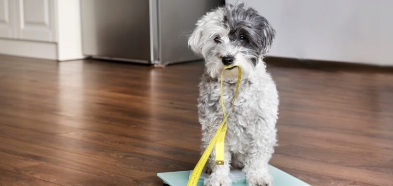 Neutered Dogs