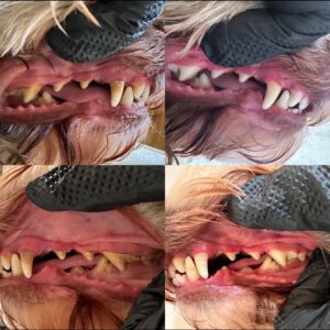 dogs dental health