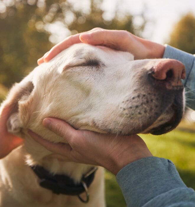man-stroking-senior-dog