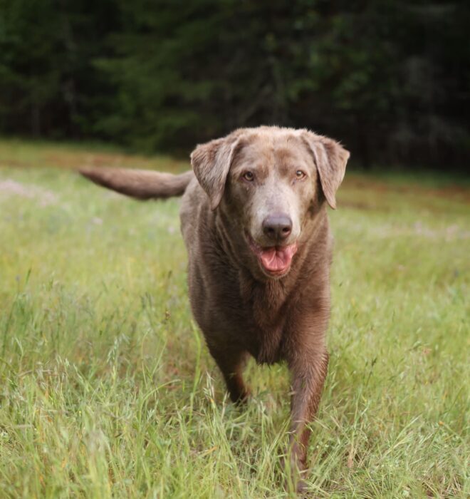 senior-dog-walking