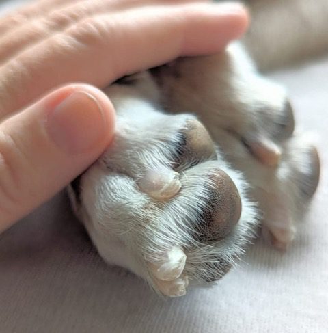 How to Stop a Dog From Moulting Green Pantry